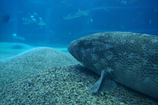 Longtooth grouper swimming in the aquarium