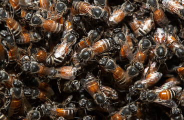 The queen (apis mellifera) is marked with spots and bee workers around her — the life of a bee colony. Swarming bee colony congregating around their queen