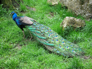 Indian peafowl blue (Pavo cristatus) portrait