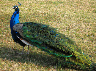 Fototapeta premium Indian peafowl blue (Pavo cristatus) portrait