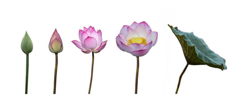 
Lotus flowers and leaves isolated on transparent background with clipping path, single Lotus flowers with clipping path and alpha channel for both printing and web pages. 