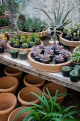 Cozy plant store with planter pots on wooden showcase and terracotta pot on floor. Greenhouse with decorative succulent houseplants for sale. Home floral design studio. Small business, garden nursery.