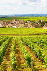 Fototapeta na wymiar Vineyards and Pommard village, Burgundy in France.