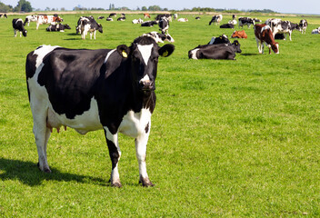 Black and white Holstein Friesian cattle cows grazing on farmland. - 588778377