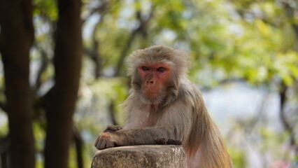 monkey sitting and thinking