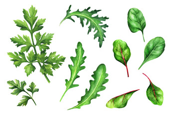 Set parsley, arugula and spinach on white background. Watercolor illustration