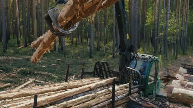Worker Operates Harvester Crane To Relocate Tree Trunk From Cargo Into Wood Pile. Logging Vehicle Moves Wood Trunks Into Pile. Making Wood Trunks Pile By Using Forestry Equipment. Timber Logging