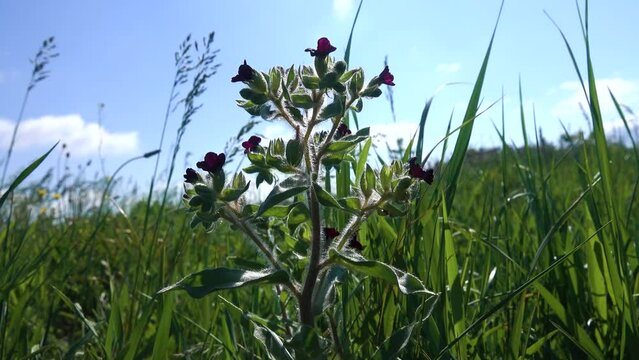 Xeropolum, steppe community. Graminaceous plants (Gramineae) and Monkswort (Nonea pulla) borage family (Boraginaceae) on a long-term field wasteland in the steppe. Crimea, Kerch Peninsula