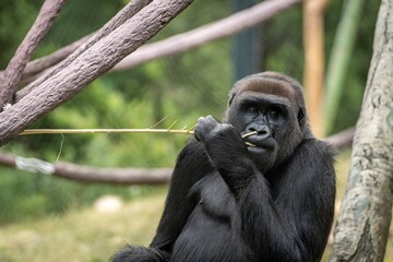 Gorilla 