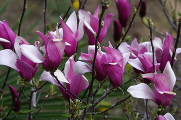 Closeup von Magnolienblüten mit lila weisser Färbung 