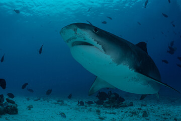 Tiger shark in the ocean