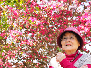 満開のマンサクの花と高齢日本人女性