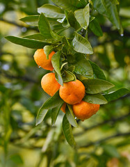 Beautiful ripe and fresh mandarins on a mandarin tree in winter