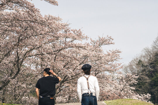 岡山県北部の桜で写真を撮る男性たち８