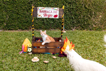 yellow and white cats in brazilian june party (festa junina pet). Translation: kissing tent