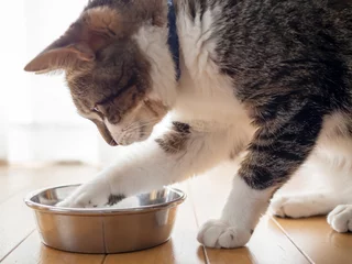 Tuinposter ご飯を食べる猫 © karinrin