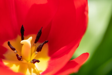 Macro photo of red tulip in the sunshine, photographed in a suburban garden in Pinner, northwest London UK.