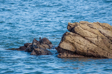 Fototapeta premium Cormorant standing on a rock in the sea drying his wings