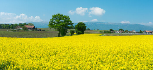 Swiss farms and rapeseed field in spring, Geneva canton