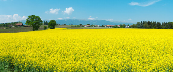 Swiss farms and rapeseed field in spring, Geneva canton