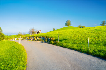 The Swiss countryside. Road. Tree on top of the hill. Fields and pastures. Agricultural landscape in summer time. High resolution photo.