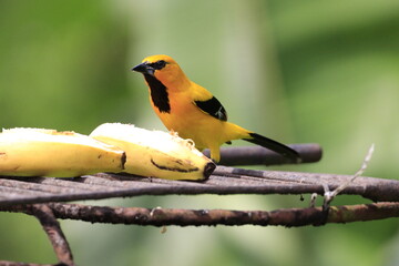 Flora y fauna con lindos colores