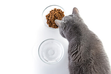 British adult fat cat eats dry food from a transparent bowl. Nearby is a bowl of water. White background - 588788974