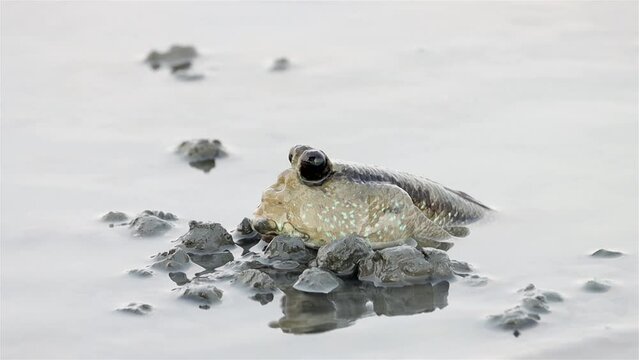 A mudskipper breathe in the muddy bottom of the confluence of the river with the sea, slow motion, Thailand