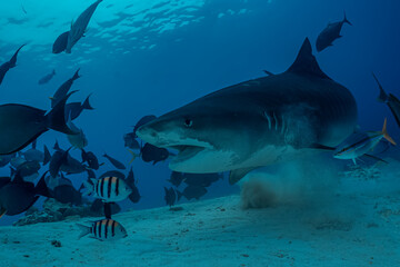 Tiger shark and fish in the shallow water, ocean