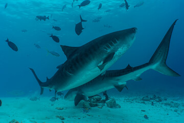 Two tiger sharks in the ocean, Maldives