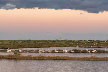 Greater Flamingos in Ria Formosa national park, Algarve, Portugal