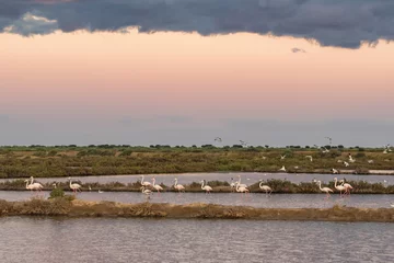 Foto auf Acrylglas Antireflex Greater Flamingos in Ria Formosa national park, Algarve, Portugal © Mazur Travel