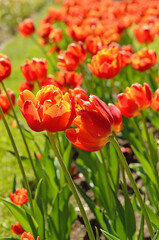 Obraz premium Red tulips on meadow