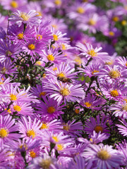 Floral background of purple aster alpine flowers, focus in the center