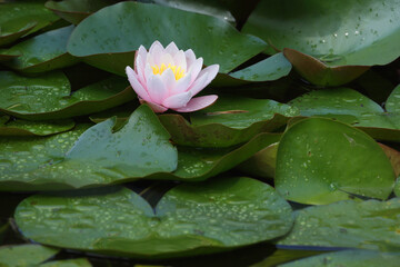A close-up of water lilies in a pond after rainfall
