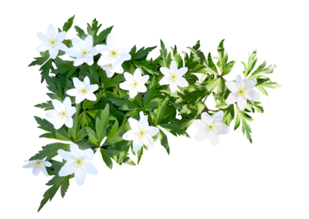 The wood anemone with leaves blooming in spring. Photo with transparent background. White Anemonoides nemorosa.