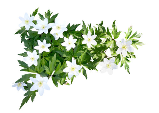 The wood anemone with leaves blooming in spring. Photo with transparent background. White Anemonoides nemorosa.