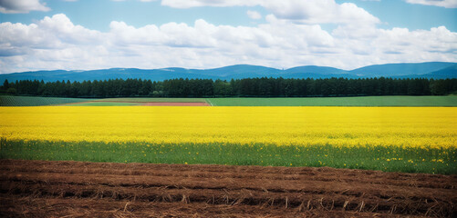 Landscape With Yellow Flower Field and Blue Sky With Clouds and Mountains Panoramic Generative AI Photo