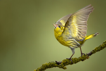 Bird Siskin Carduelis spinus male, small yellow bird, winter time in Poland Europe