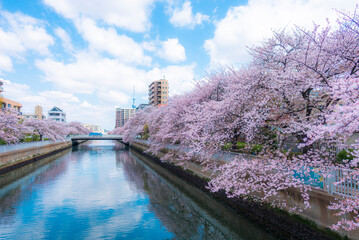 東京都墨田区大横川と桜の風景
