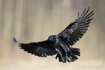 Bird beautiful flying raven Corvus corax North Poland Europe