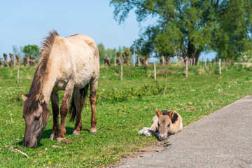 Mother and newborn baby pony grazing on Dutch grass. Wild Konings horses in a national park in the...