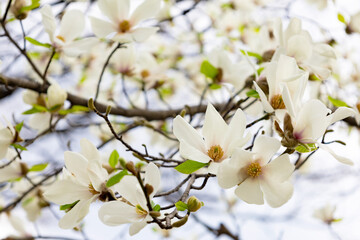 春の3月・昼間の皇居のお濠周りの歩道に咲くモクレンの花のアップ（東京都千代田区）