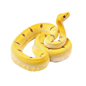 yellow snake isolated on white