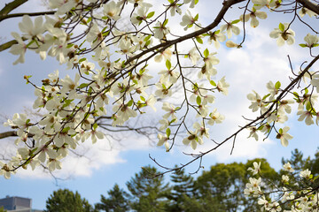 春の3月・昼間の皇居のお濠周りの歩道に咲くモクレンの花のアップ（東京都千代田区）