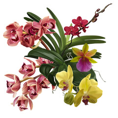 Watercolor bouquet of orchids. Realistic flowers of cymbidium, phalaenopsis and Paphiopedilum