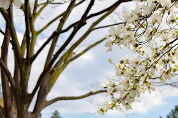 春の3月・昼間の皇居のお濠周りの歩道に咲くモクレンの花のアップ（東京都千代田区）