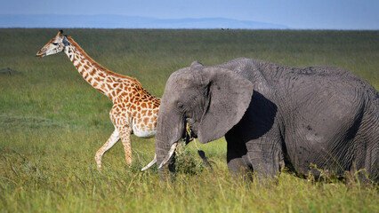 The tallest and the heaviest land mammals, African Elephant and Maasai giraffe in the savannah.