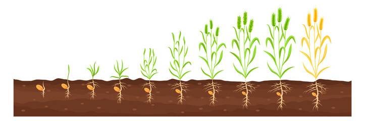 Growing crop proccess. Farm plant growth stages