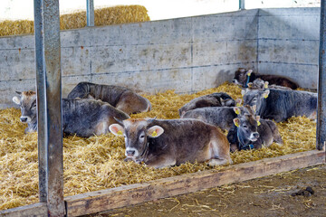 Horned gray cattle breed named Rätisches Grauvieh lying on straw in an open stable after freshly arrived at farm at City of Zürich on a spring day. Photo taken March 31st, 2023, Zurich, Switzerland.